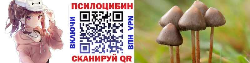 Псилоцибиновые грибы Psilocybe  Красавино 